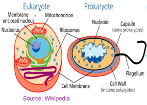 biology essay 1 paper