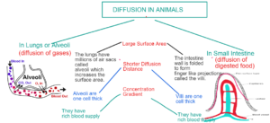 biology essay 1 paper