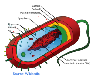 biology essay 1 paper