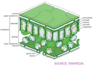 gcse science biology photosynthesis worksheet answers