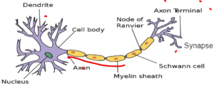 biology essay 1 paper