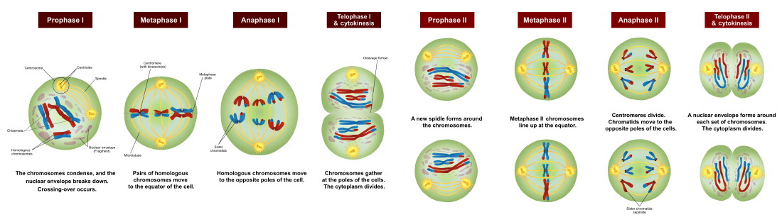 AQA-GCSE-Biology-B13-Reproduction -questions-and-kerboodle-answers ...