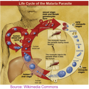 INFECTION AND RESPONSE