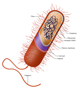 INFECTION AND RESPONSE