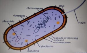 INFECTION AND RESPONSE