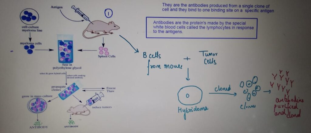 INFECTION AND RESPONSE