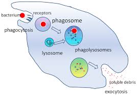 INFECTION AND RESPONSE