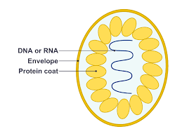 INFECTION AND RESPONSE